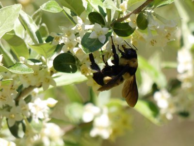 20180421 - Jordan Lake - Bumblebee 1