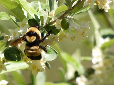 20180421 - Jordan Lake - Bumblebee 2