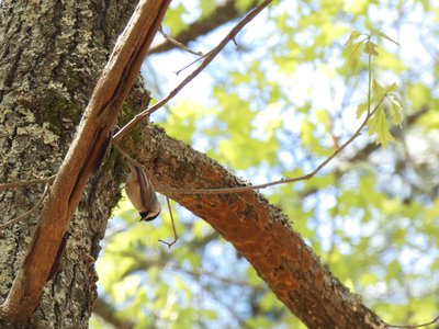 20180421 - Jordan Lake - Carolina Chickadee