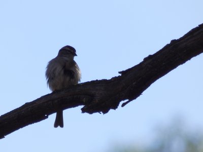 20180421 - Jordan Lake - Chipping Sparrow 1