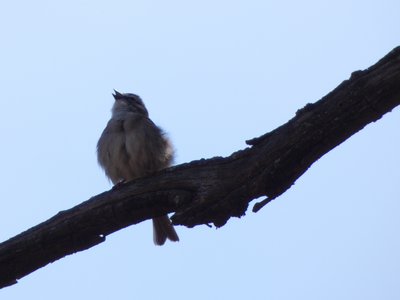 20180421 - Jordan Lake - Chipping Sparrow 2