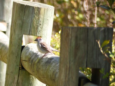 20180421 - Jordan Lake - Chipping Sparrow 3