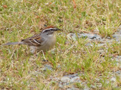 20180421 - Jordan Lake - Chipping Sparrow 4