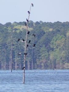 20180421 - Jordan Lake - Cormorants and Hawk 1