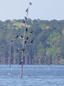 20180421 - Jordan Lake - Cormorants and Hawk 2