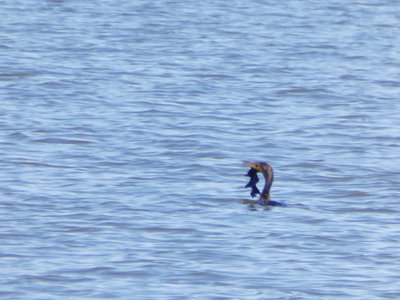 20180421 - Jordan Lake - Double-crested Cormorant