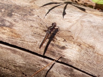 20180421 - Jordan Lake - Dragonfly