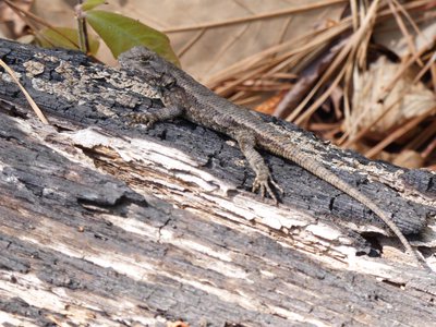 20180421 - Jordan Lake - Eastern Fence Lizard