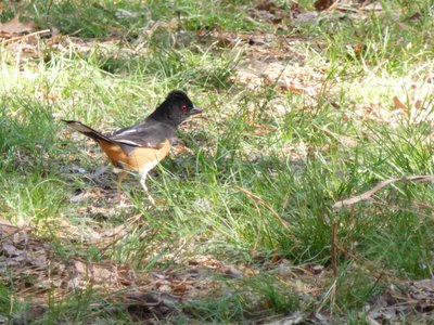 20180421 - Jordan Lake - Eastern Towhee 1