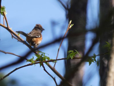 20180421 - Jordan Lake - Eastern Towhee 2