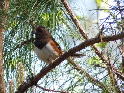 20180421 - Jordan Lake - Eastern Towhee 3