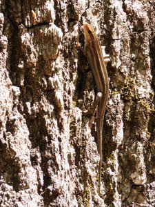 20180421 - Jordan Lake - Five-lined Skink 1