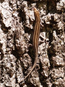 20180421 - Jordan Lake - Five-lined Skink 2