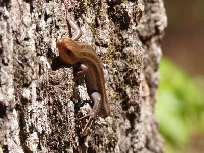 20180421 - Jordan Lake - Five-lined Skink 3