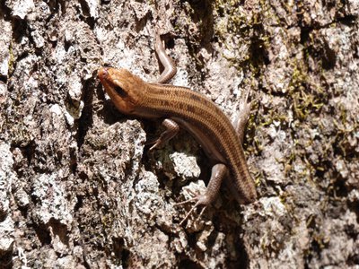 20180421 - Jordan Lake - Five-lined Skink 4