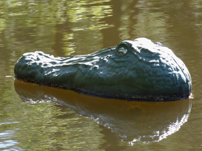 20180421 - Jordan Lake - Gator Decoy