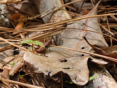 20180421 - Jordan Lake - Grasshopper