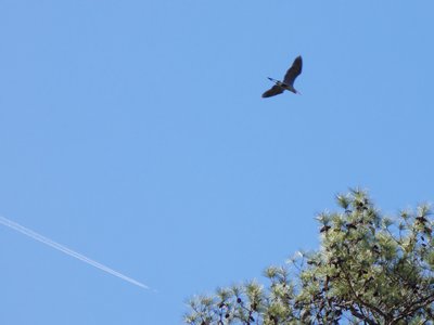 20180421 - Jordan Lake - Great Blue Heron