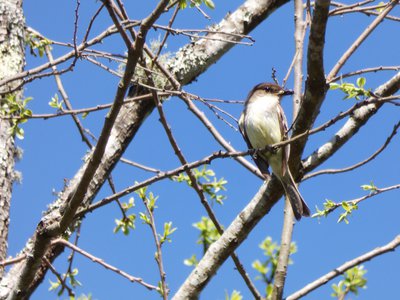 20180421 - Jordan Lake - Great Crested Flycatcher 1