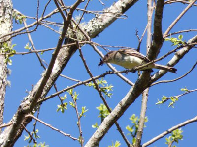 20180421 - Jordan Lake - Great Crested Flycatcher 2