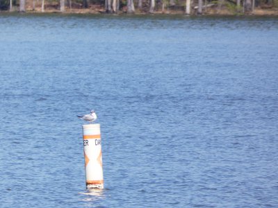 20180421 - Jordan Lake - Laughing Gull