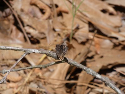 20180421 - Jordan Lake - Moth