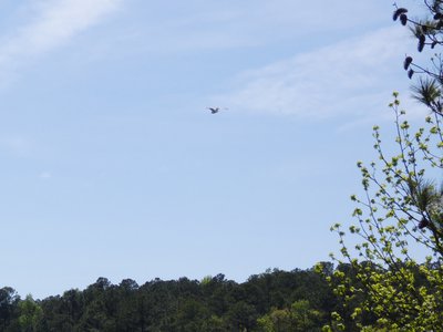 20180421 - Jordan Lake - Osprey