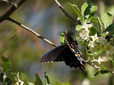 20180421 - Jordan Lake - Red-spotted Purple