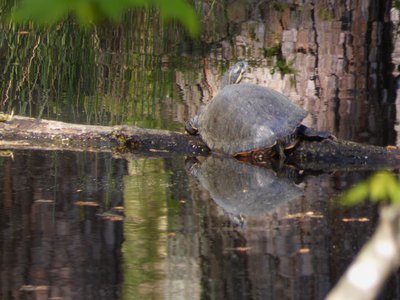 20180421 - Jordan Lake - Yellow-bellied Slider 1