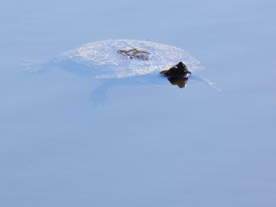 20180421 - Jordan Lake - Yellow-bellied Slider 2