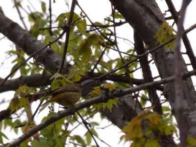 20180422 - Duke Forest - Palm Warbler 1