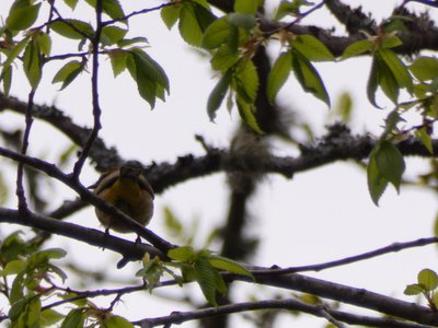 20180422 - Duke Forest - Palm Warbler 2