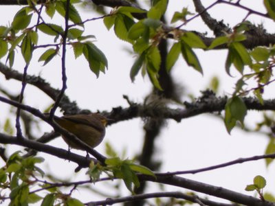 20180422 - Duke Forest - Palm Warbler 3