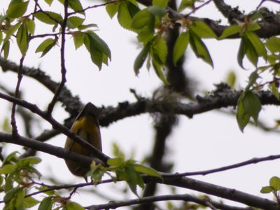 20180422 - Duke Forest - Palm Warbler 4