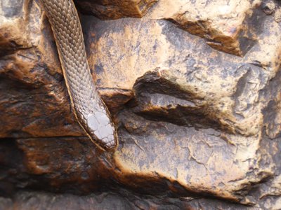 20180422 - Duke Forest - Plainbelly Water Snake 1