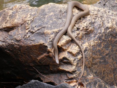 20180422 - Duke Forest - Plainbelly Water Snake 2