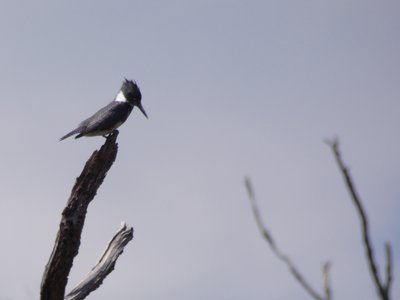 20180428 - Lake Betz - Belted Kingfisher 1