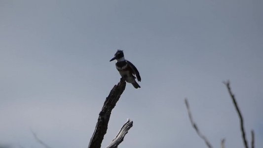 20180428 - Lake Betz - Belted Kingfisher 2