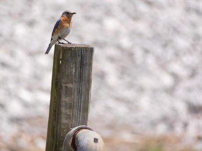 20180428 - Lake Betz - Eastern Bluebird