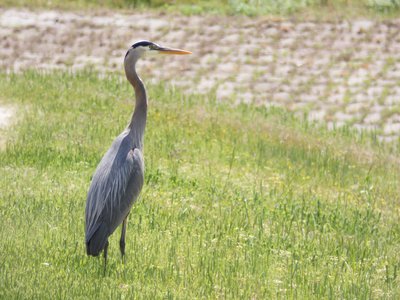 20180428 - Lake Betz - Great Blue Heron 1