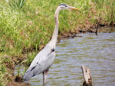 20180428 - Lake Betz - Great Blue Heron 2