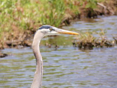 20180428 - Lake Betz - Great Blue Heron 3