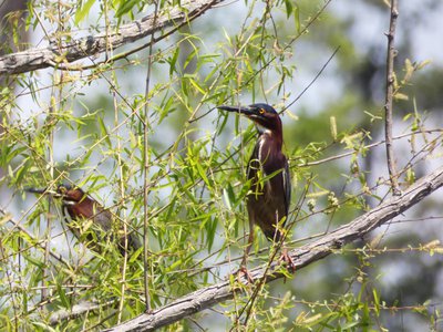 20180428 - Lake Betz - Green Heron 1