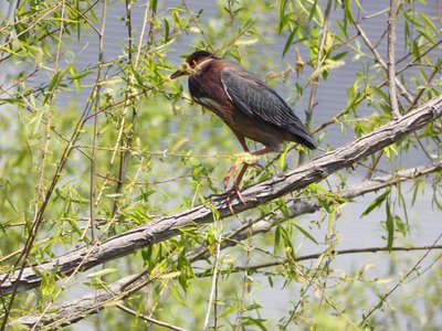 20180428 - Lake Betz - Green Heron 2