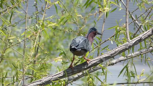 20180428 - Lake Betz - Green Heron 3