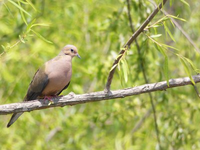 20180428 - Lake Betz - Mourning Dove