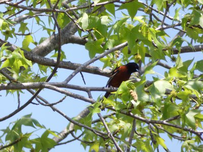 20180428 - Lake Betz - Orchard Oriole