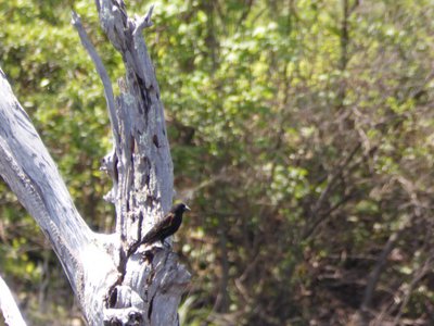 20180428 - Lake Betz - Red-winged Blackbird