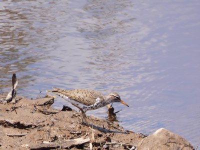 20180428 - Lake Betz - Spotted Sandpiper 1