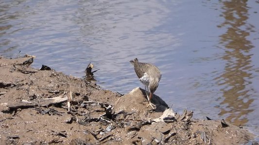 20180428 - Lake Betz - Spotted Sandpiper 2